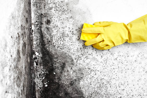 Best White Mold Remediation in Lely, FL