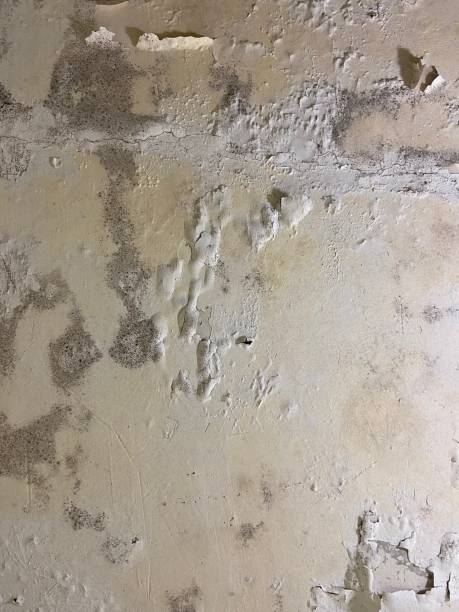 Lely, FL Mold Remediation Company