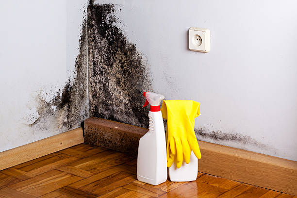 Best Post-Flood Mold Remediation in Lely, FL