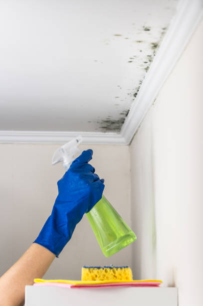 Best Kitchen Mold Remediation in Lely, FL